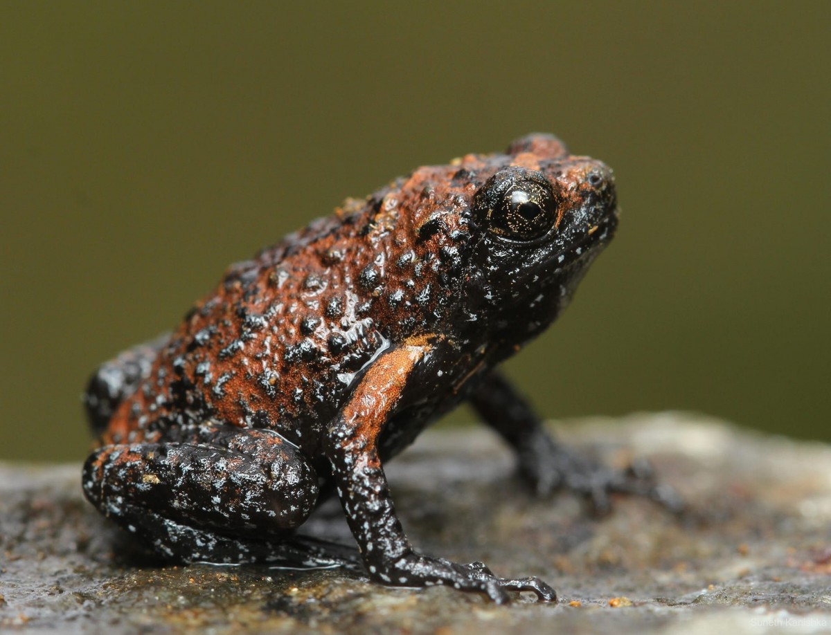 4 Terrestrial Frogs